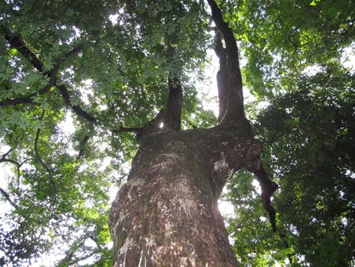 9.���ԎR�̎ʐ^