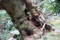 ����: C:\Users\ktsik\Desktop\���q�R�J�R�ՁE���R�i�Ղ̔����j�Q�O�P�P�N�S���R��\IMG_7950.JPG