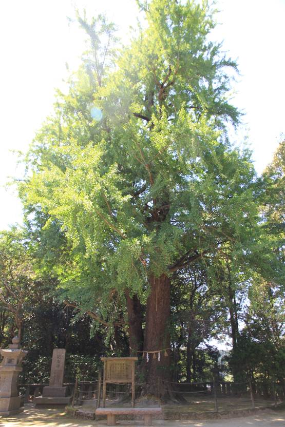 説明: C:\Users\ktsik\Desktop\みやざき周遊Part2、2011年4月28〜29日\IMG_8518.JPG