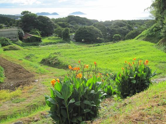 7.�@���l�˂̎ʐ^