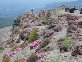 78.�����̕�̎ʐ^